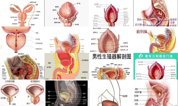 汕头什么是前列腺